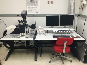 Leica SP5 confocal